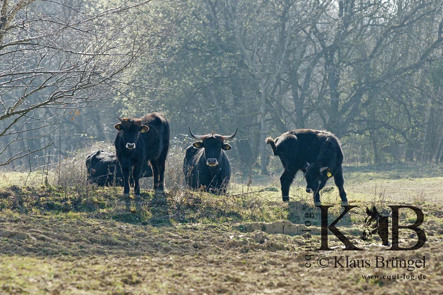 %_tempFileName2014-03-14-Schmidtenhoehe_0038BC%
