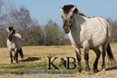 %_tempFileName2014-03-14-Schmidtenhoehe_0109BC%