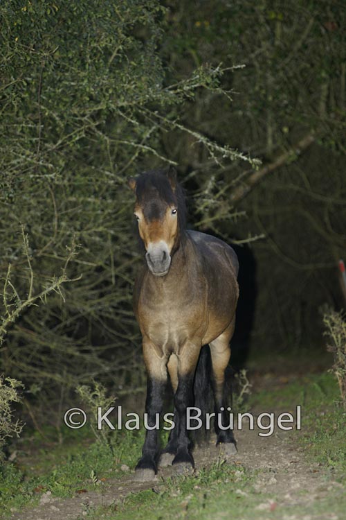 E14-Exmoor_0155