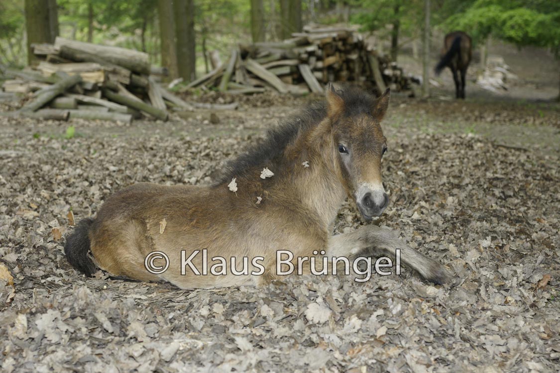 E18-Exmoor_20120517_0198