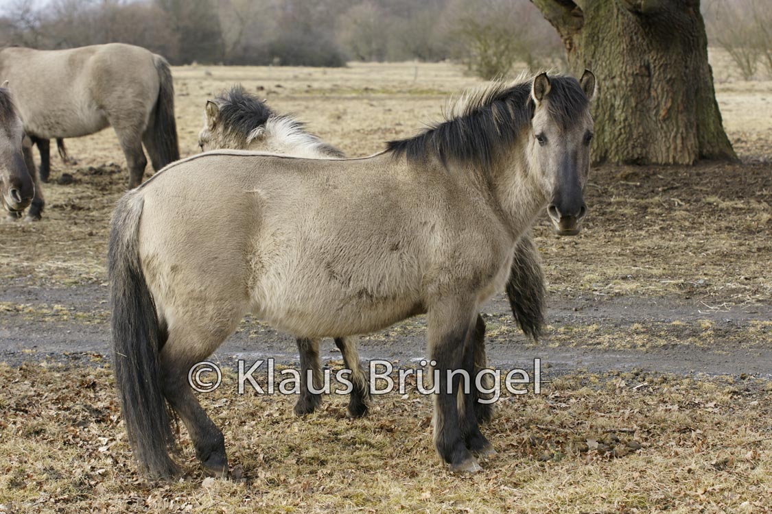 K-01-Konik_0026