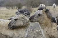 K-23-Konik_0243