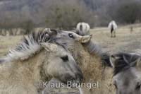 K-24-Konik_0244