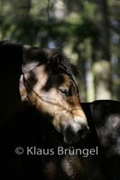 P2-09-Exmoor_0091