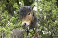 P2-10-Exmoor_20120510_0367