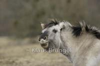 P2-14-Konik_0165
