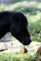 P2-19-Exmoor_0219